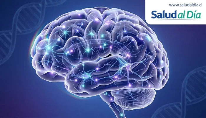 Ilustración del cerebro humano con conexiones neuronales asociadas a investigación en psicodélicos